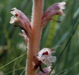 genus Orobanche