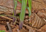 Carex pilosa