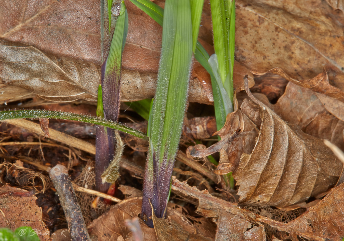 Изображение особи Carex pilosa.