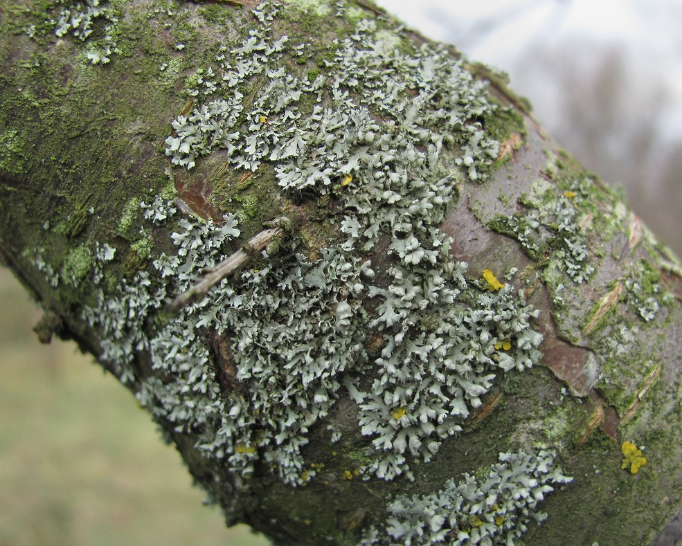 Image of Physcia adscendens specimen.