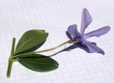 Vinca herbacea. Часть побега с цветком. Краснодарский край, г. Усть-Лабинск, в культуре на приусадебном участке (из окр. станицы Тенгинская, сухой травянистый склон террасы р. Лаба). 29.04.2017.