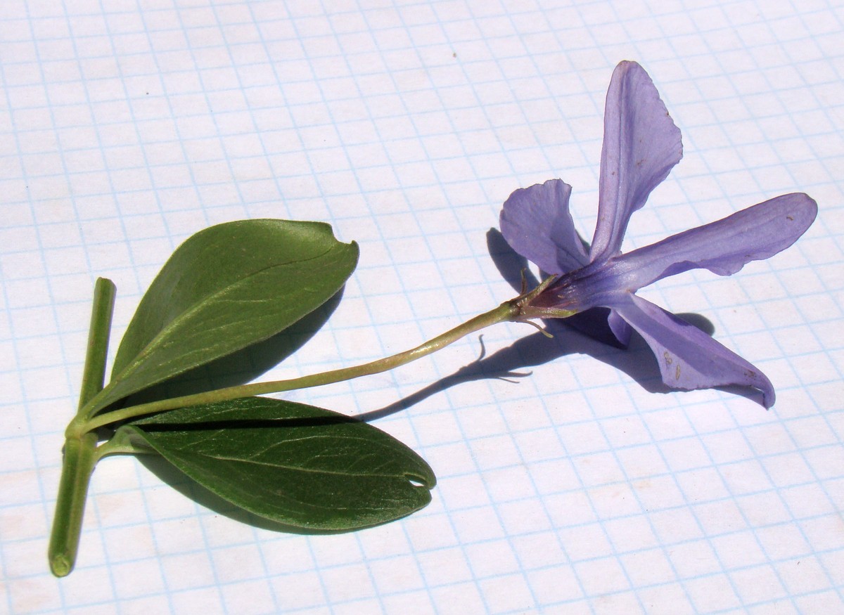 Изображение особи Vinca herbacea.