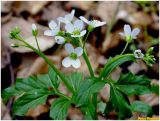 Cardamine amara