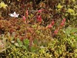 Micranthes stellaris. Плодоносящее растение на заболоченном склоне. Окрестности Мурманска, Лисья сопка. Конец августа 2008 г.