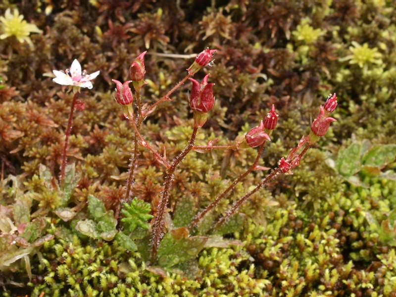 Image of Micranthes stellaris specimen.