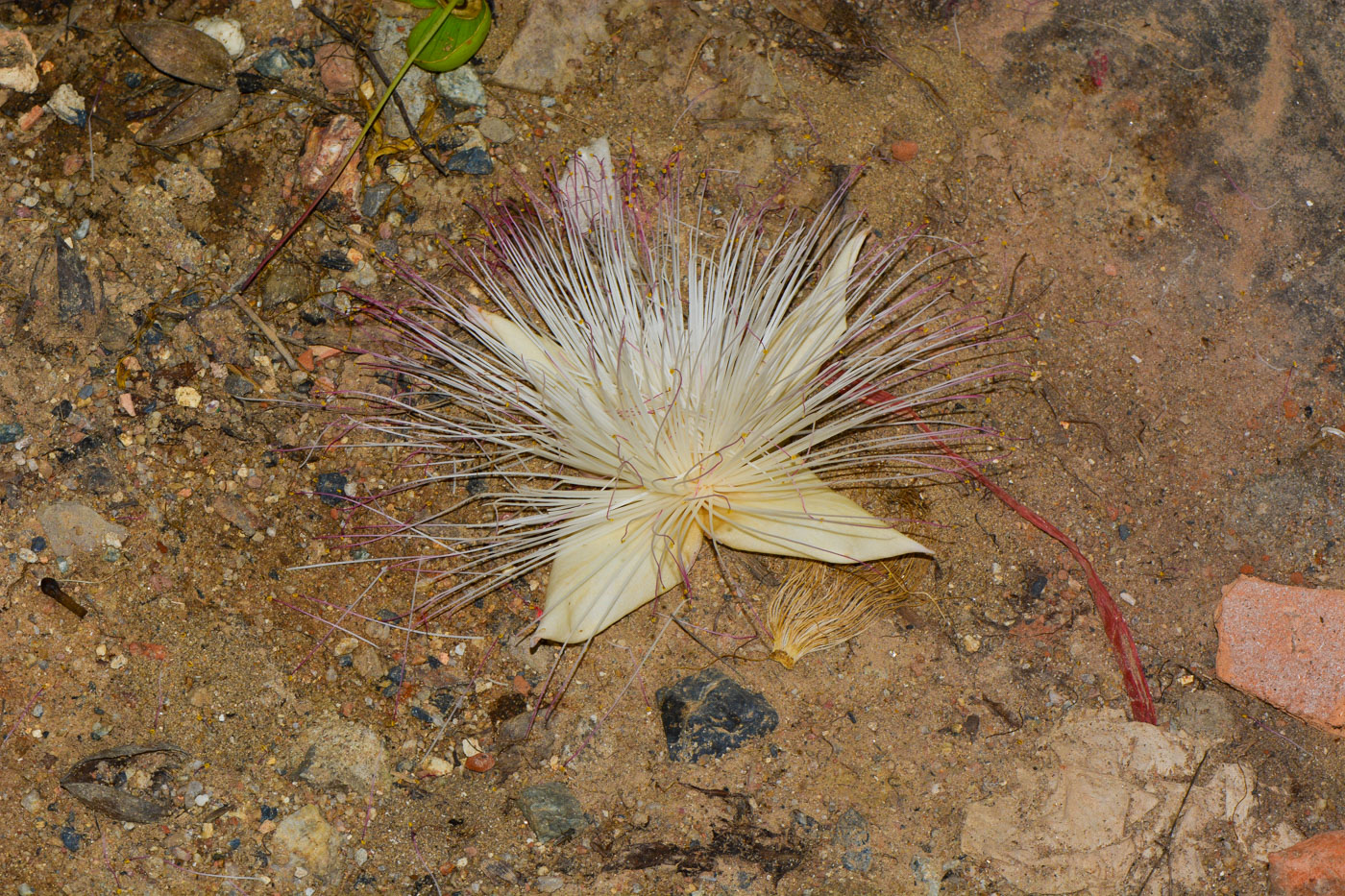 Изображение особи Barringtonia asiatica.