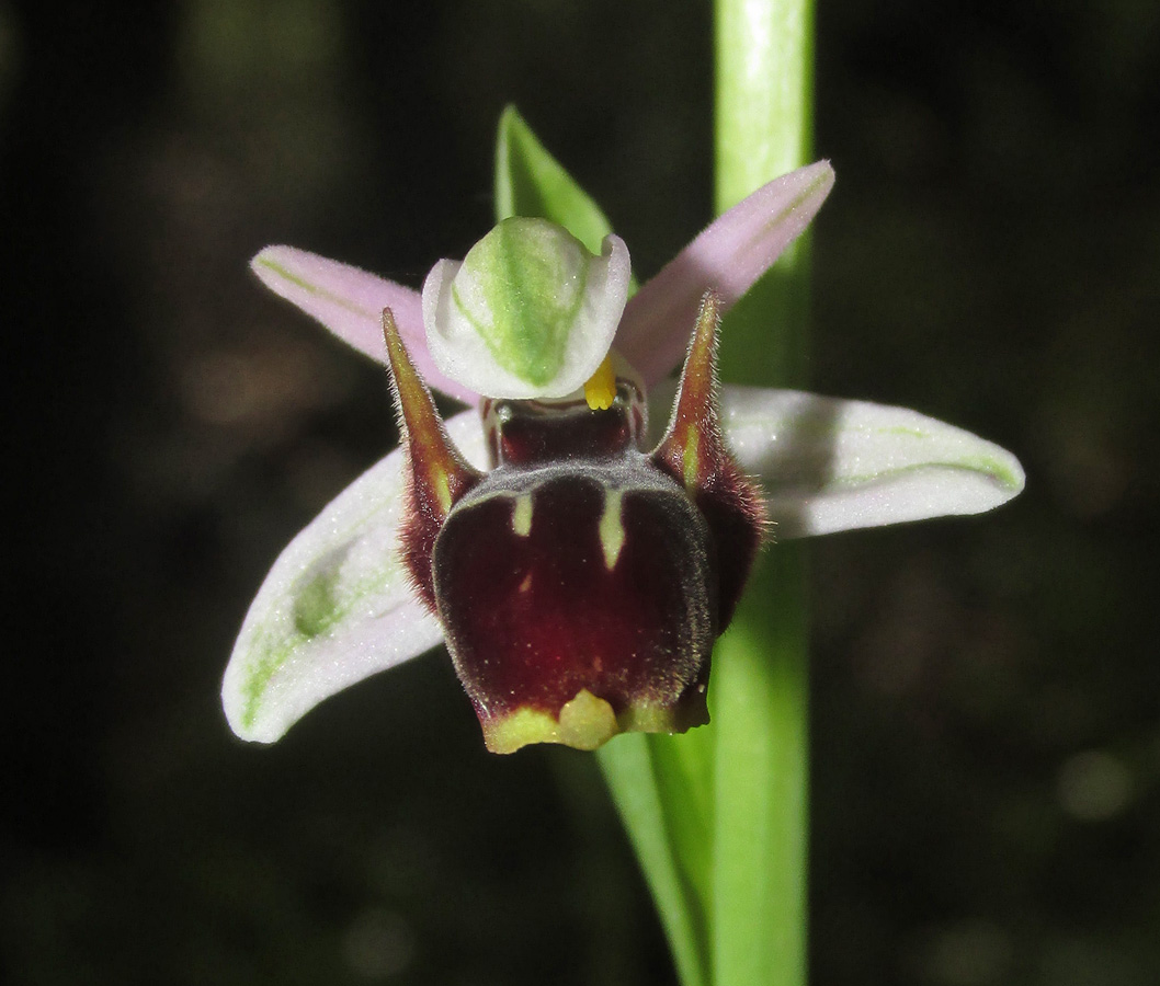 Image of Ophrys oestrifera specimen.