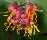 Lonicera dioica