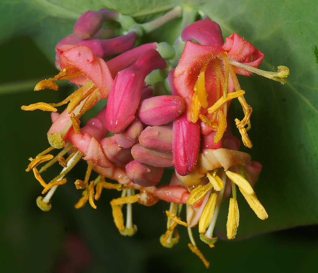 Image of Lonicera dioica specimen.