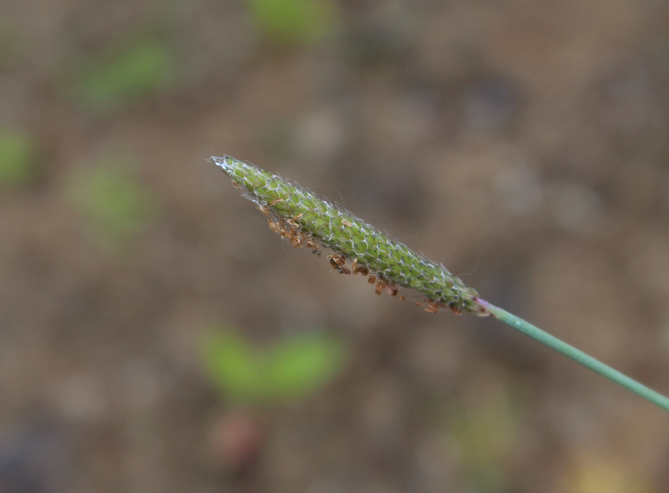 Image of Alopecurus geniculatus specimen.