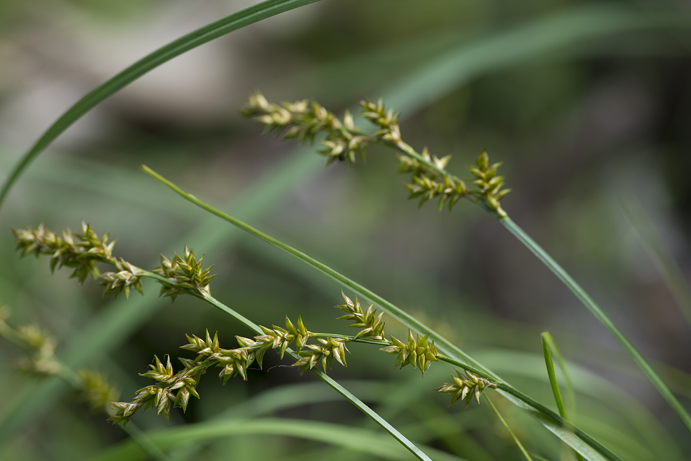 Изображение особи Carex elongata.