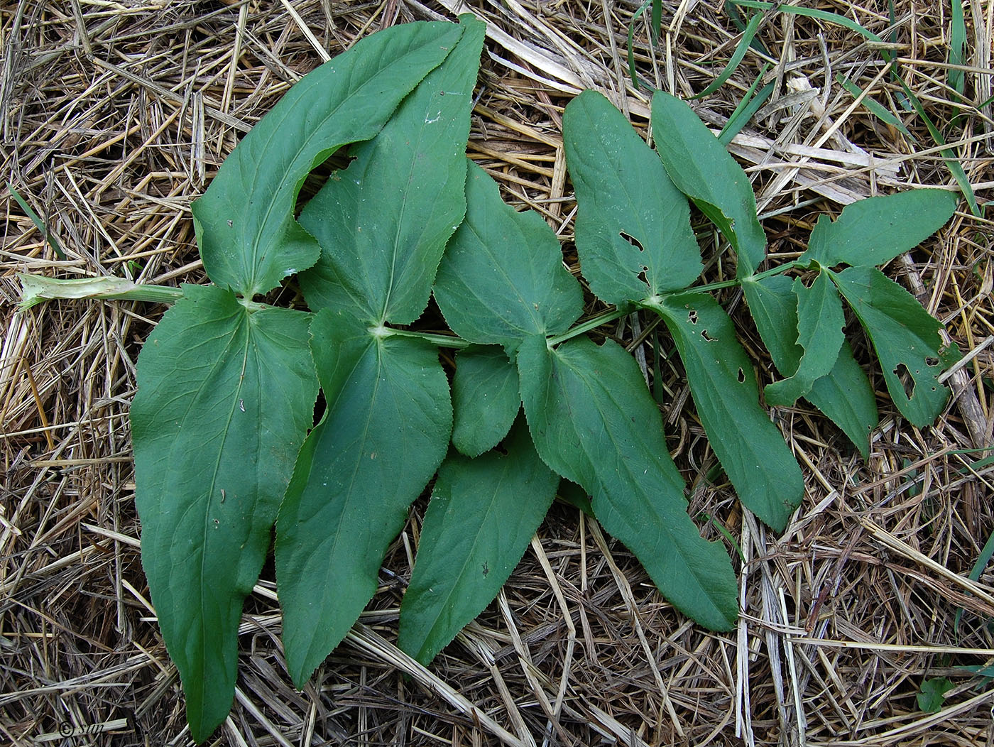 Image of Sium latifolium specimen.