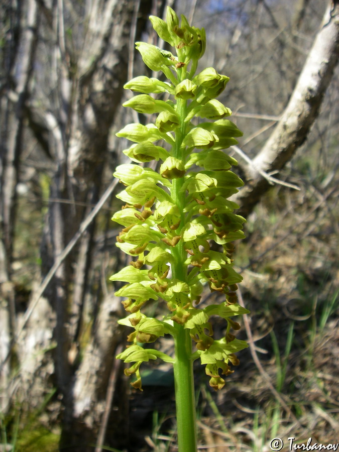Image of Orchis punctulata specimen.