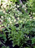 Erigeron annuus