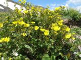 Potentilla gelida