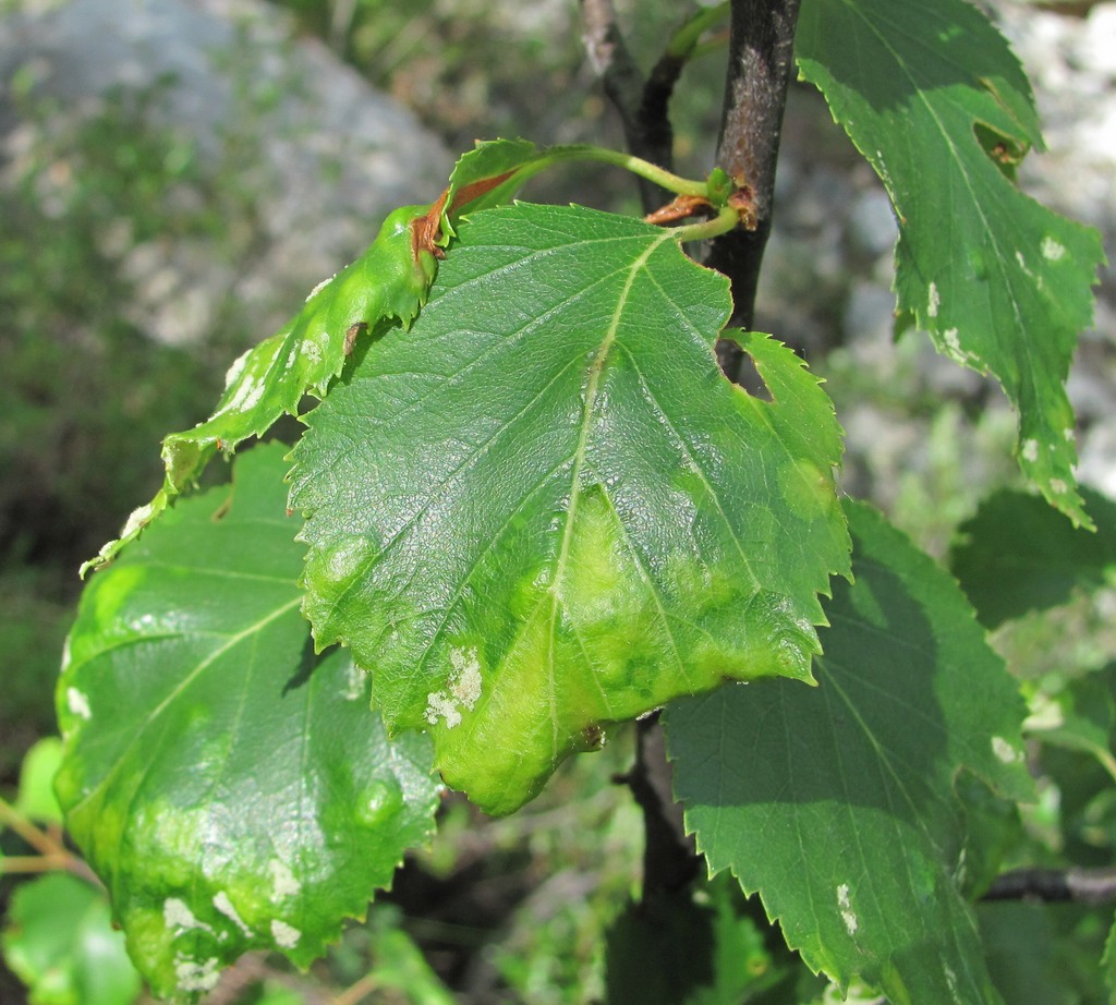 Изображение особи Betula litwinowii.