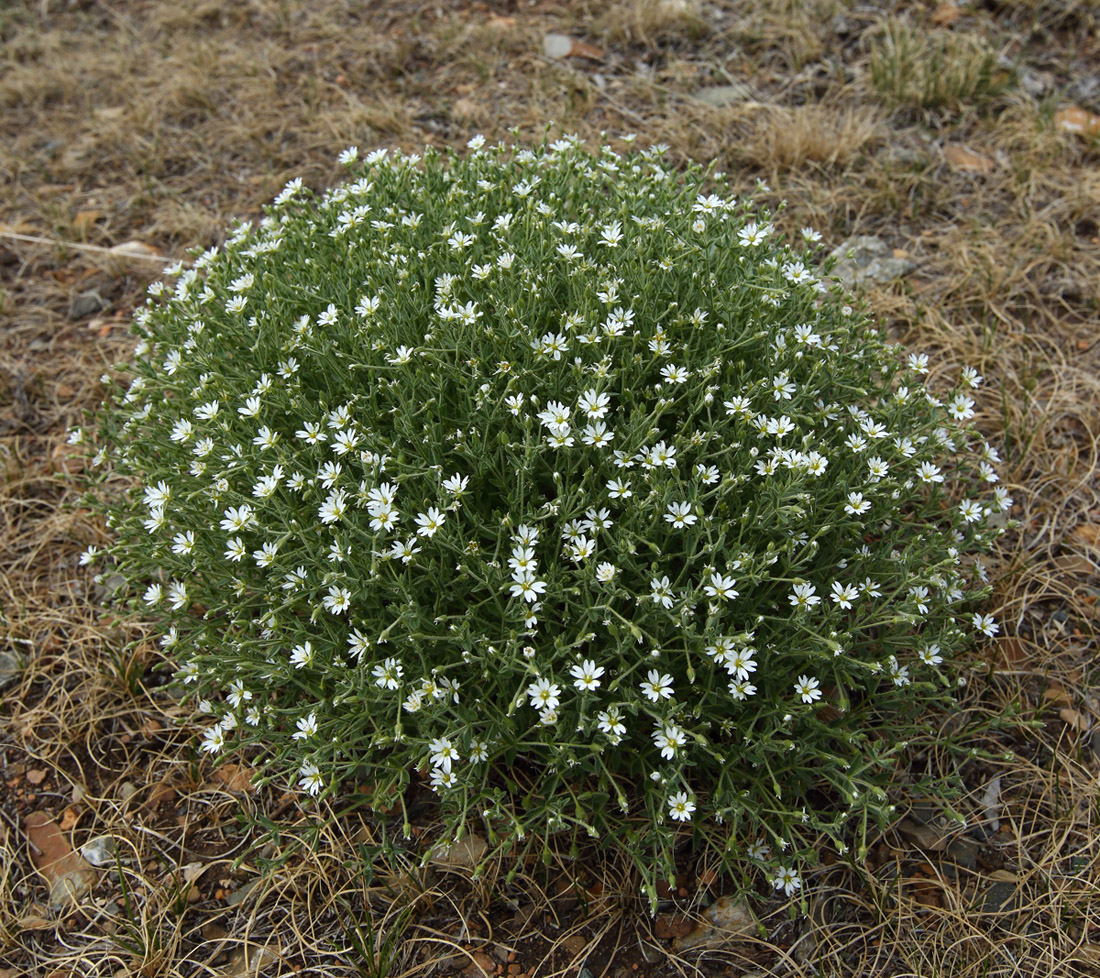 Image of Stellaria dichotoma specimen.