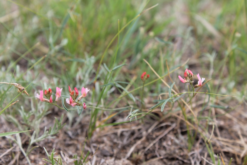 Изображение особи Astragalus miniatus.