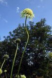 Cephalaria gigantea