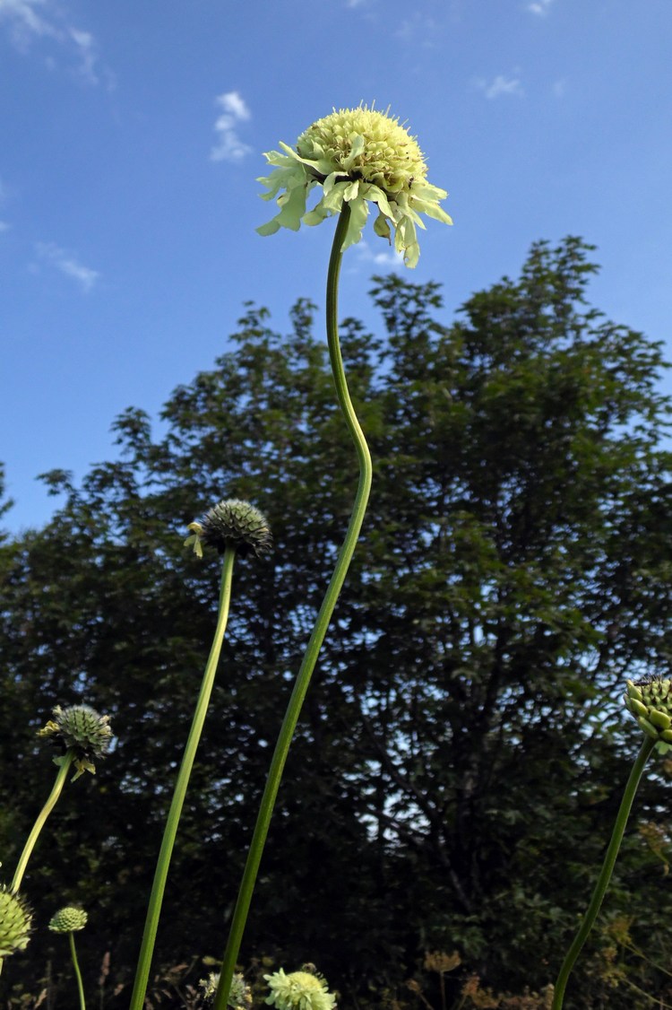 Изображение особи Cephalaria gigantea.