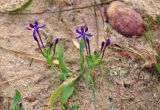 Lapeirousia jacquinii