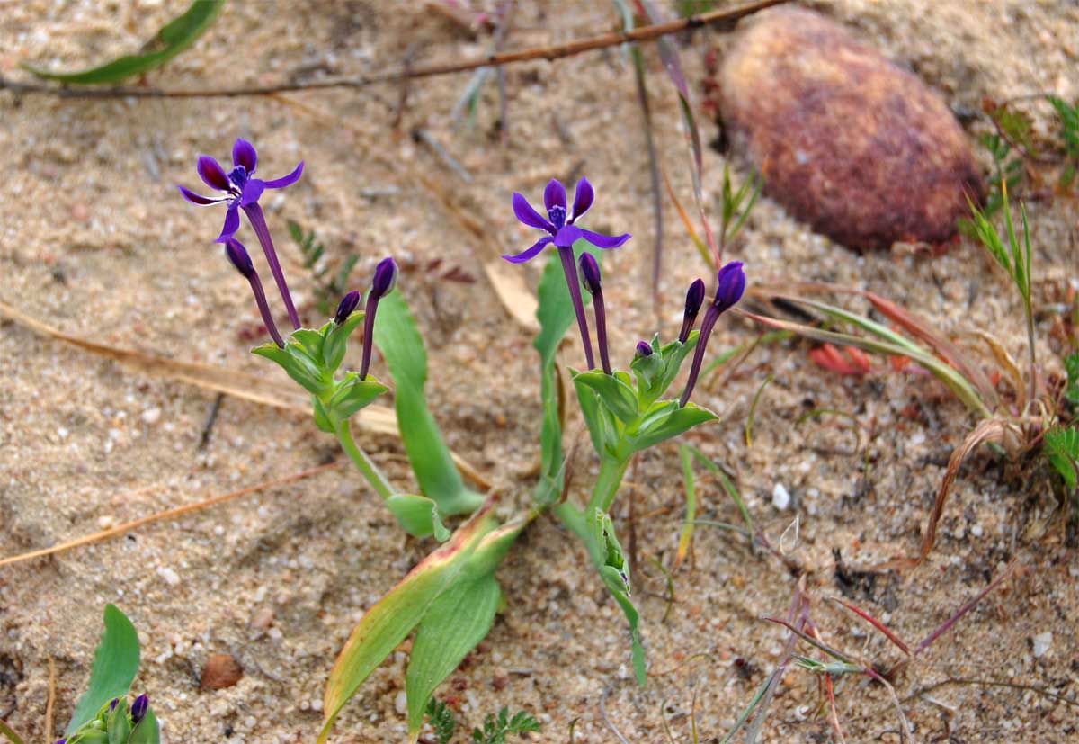 Image of Lapeirousia jacquinii specimen.