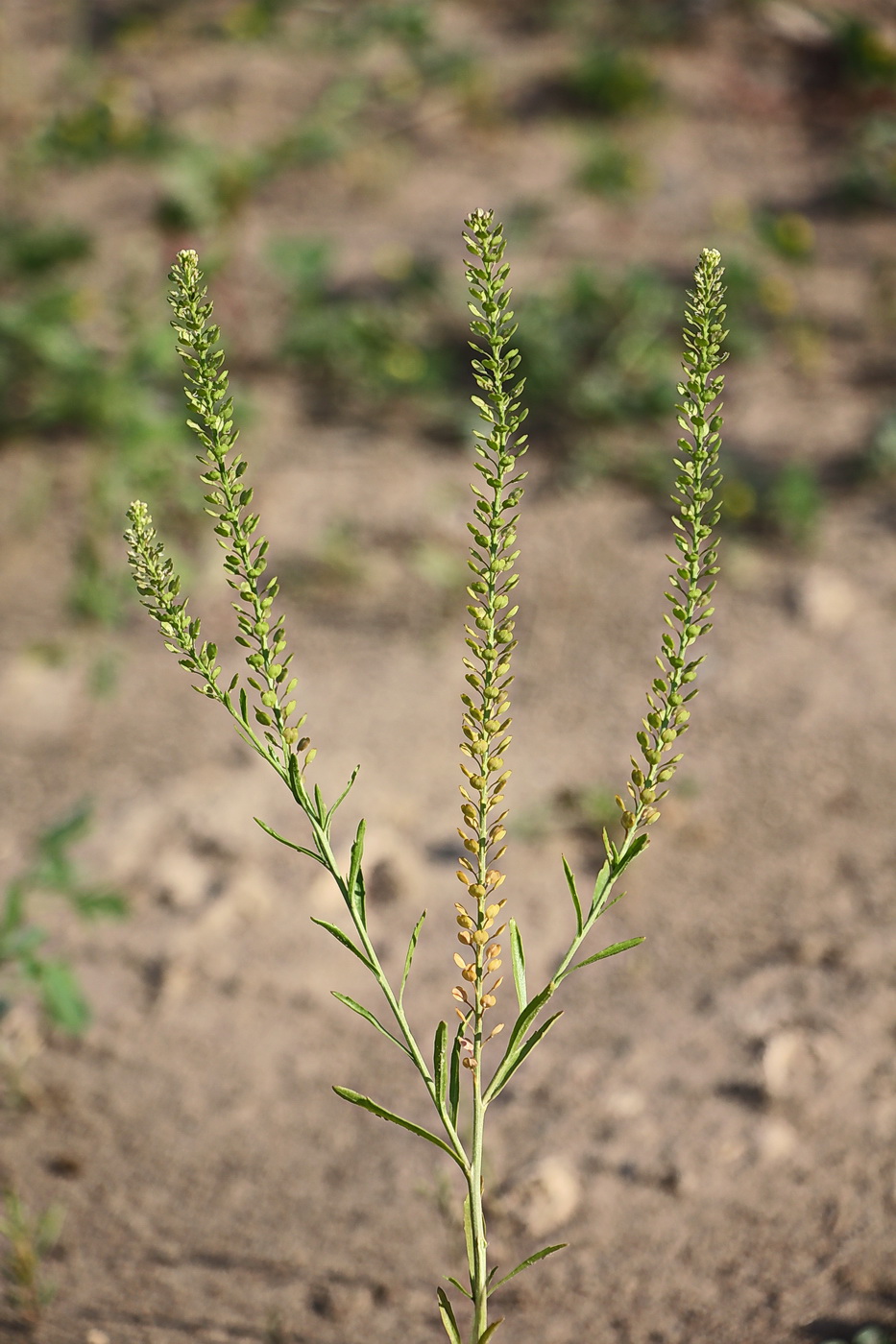 Изображение особи Lepidium densiflorum.