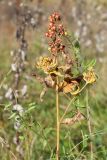 Lysimachia vulgaris. Верхушка плодоносящего растения с усыхающими листьями и недоразвитыми(?) соцветиями на пазушных побегах. Псковская обл., Опочецкий р-н, 393 км шоссе М20, суходольный луг на старой залежи. 15.10.2017.
