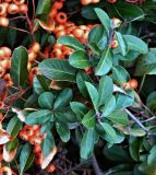 Pyracantha coccinea. Верхушки плодоносящих веточек. Испания, Кастилия-Ла-Манча, г. Куэнка, ущелье р. Уэкар. Январь.