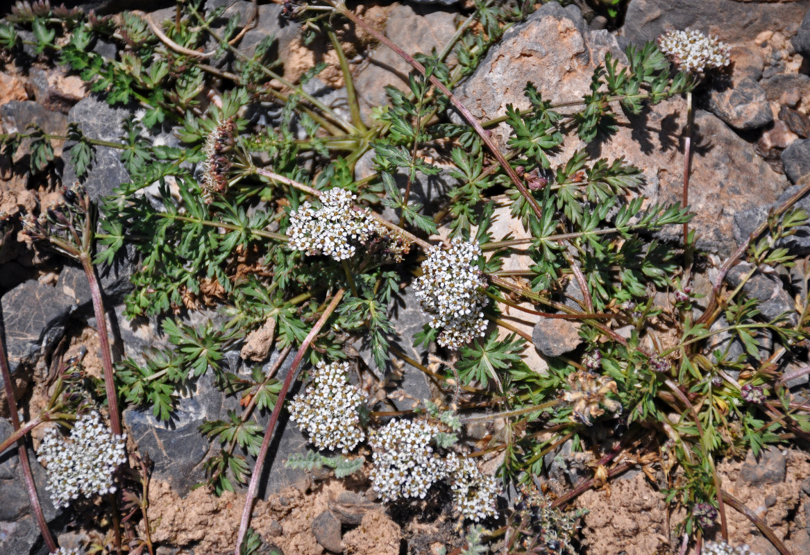 Изображение особи Lomatocarpa albomarginata.