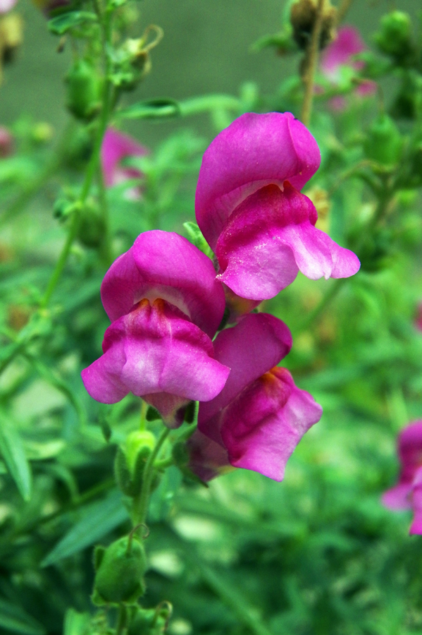 Image of Antirrhinum majus specimen.