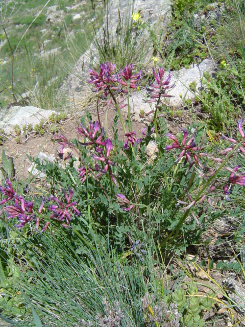 Изображение особи Astragalus prilipkoanus.