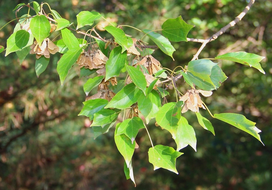Image of Acer buergerianum specimen.