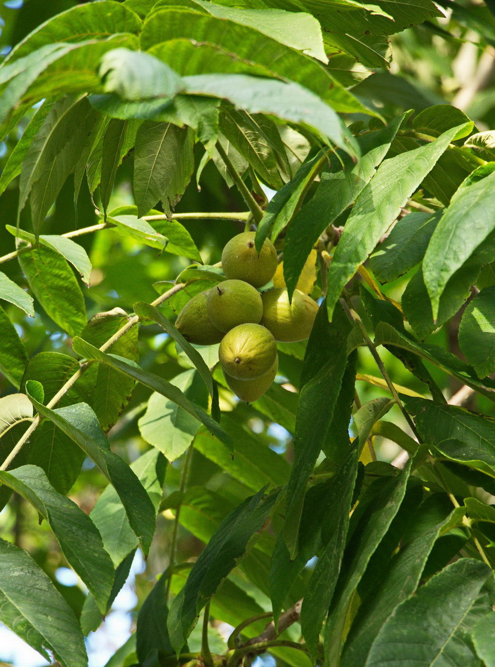 Image of genus Juglans specimen.