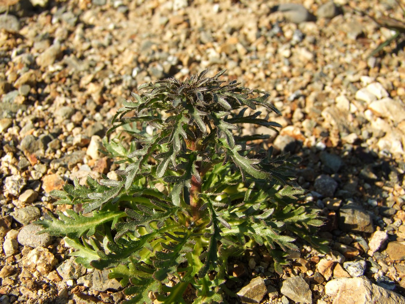 Image of Dontostemon pinnatifidus specimen.