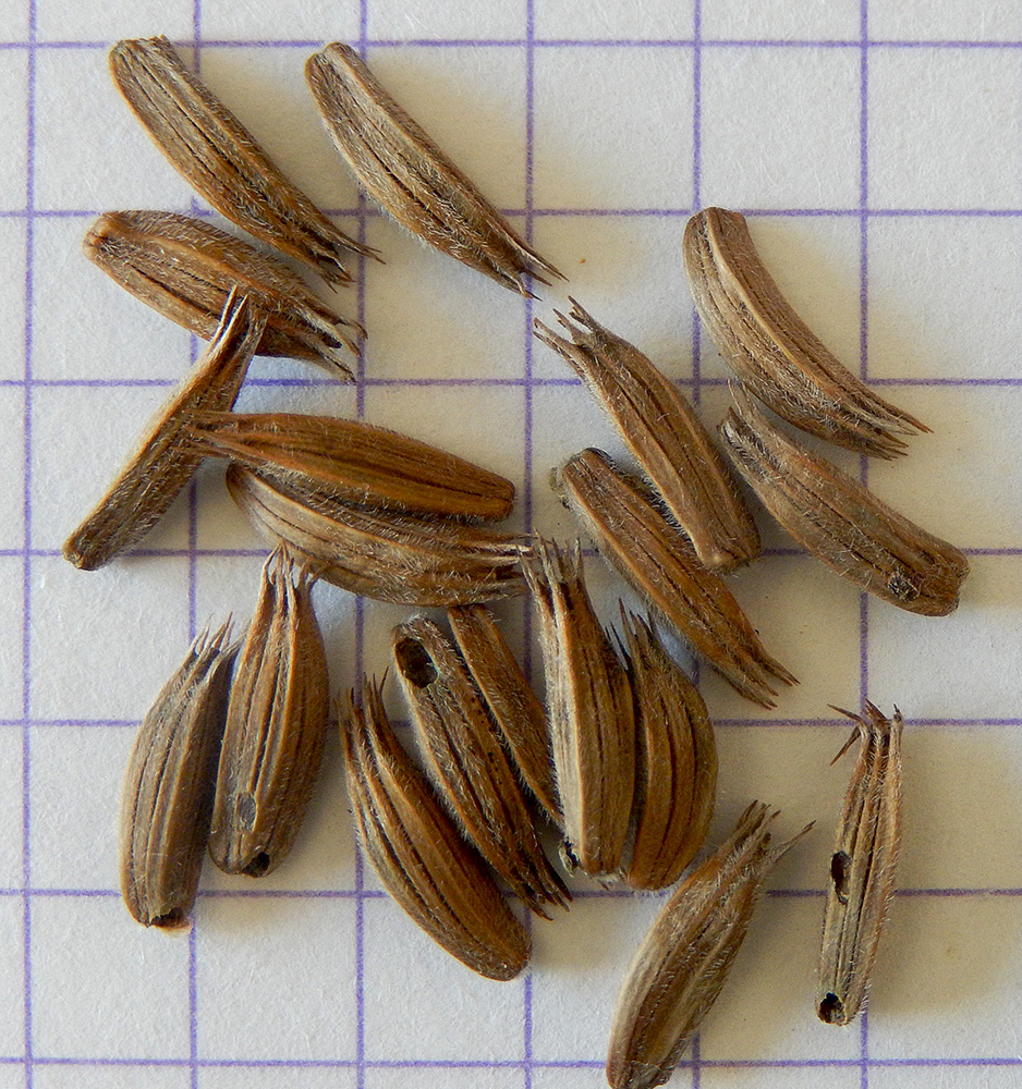 Image of Cephalaria gigantea specimen.