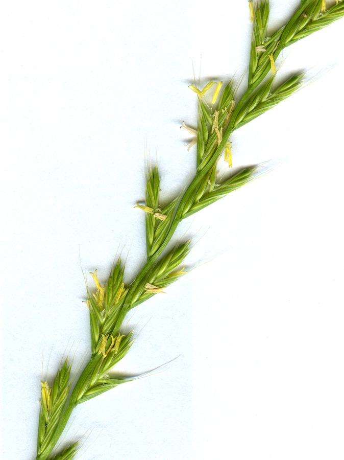 Image of Lolium persicum specimen.
