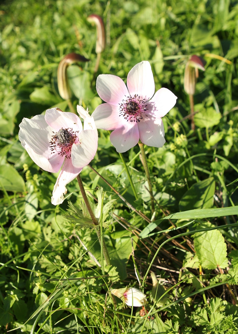 Изображение особи Anemone coronaria.