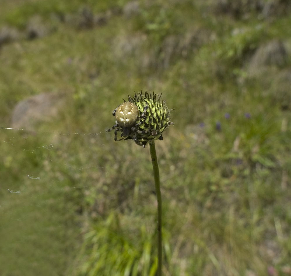 Изображение особи Cephalaria gigantea.