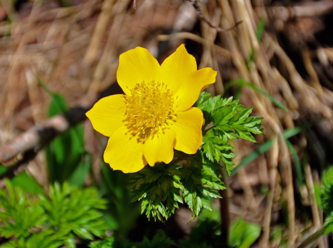 Image of Pulsatilla aurea specimen.