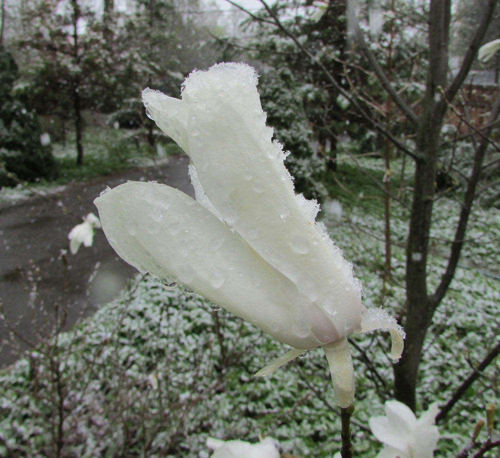 Image of Magnolia salicifolia specimen.