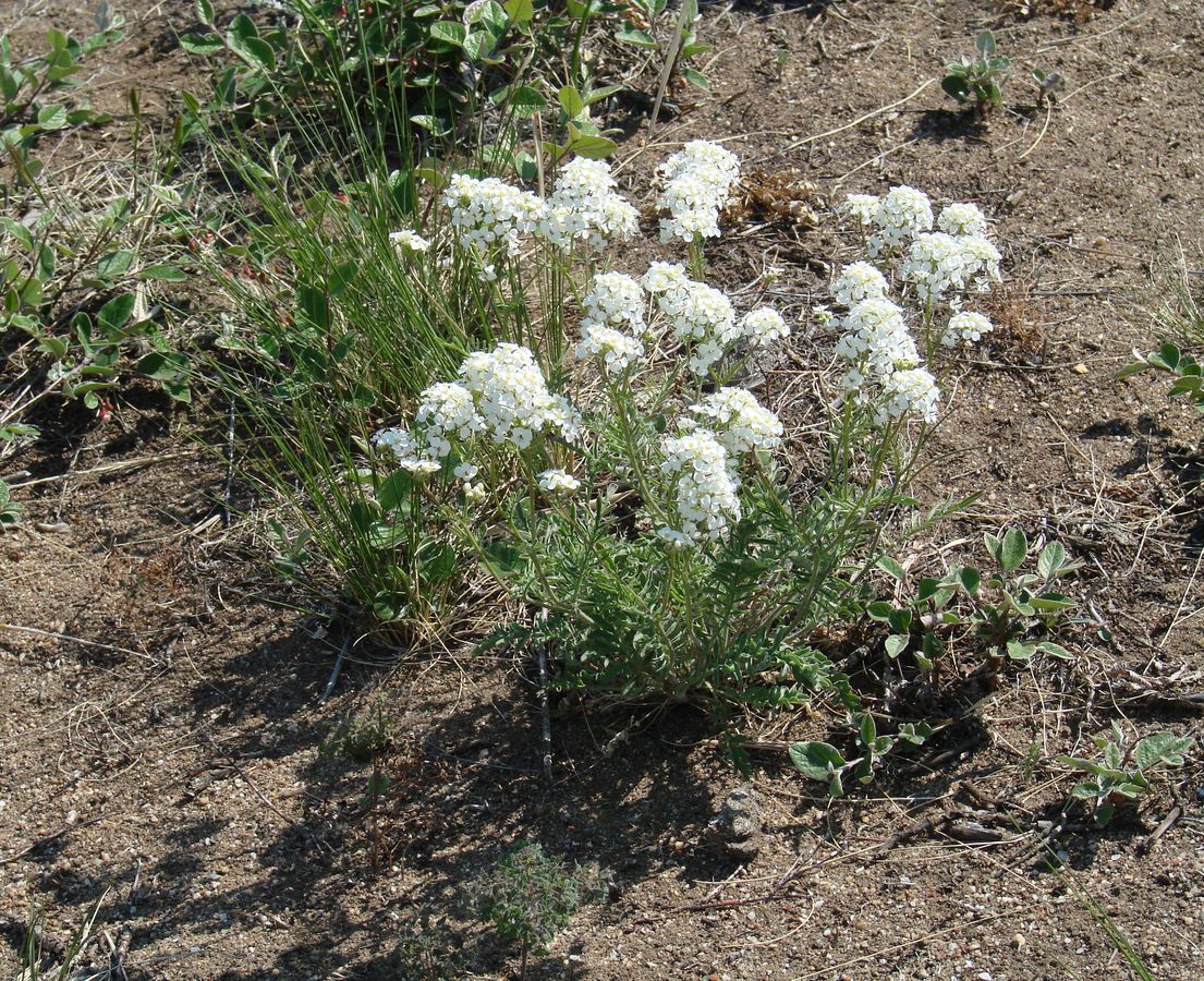Image of Smelowskia alba specimen.