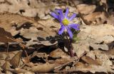 Anemone banketovii. Цветущее растение. Краснодарский край, м/о г. Новороссийск, гора Еременкова, 635 м н.у.м., скальнодубовый лес на вершине горы. 08.03.2018.