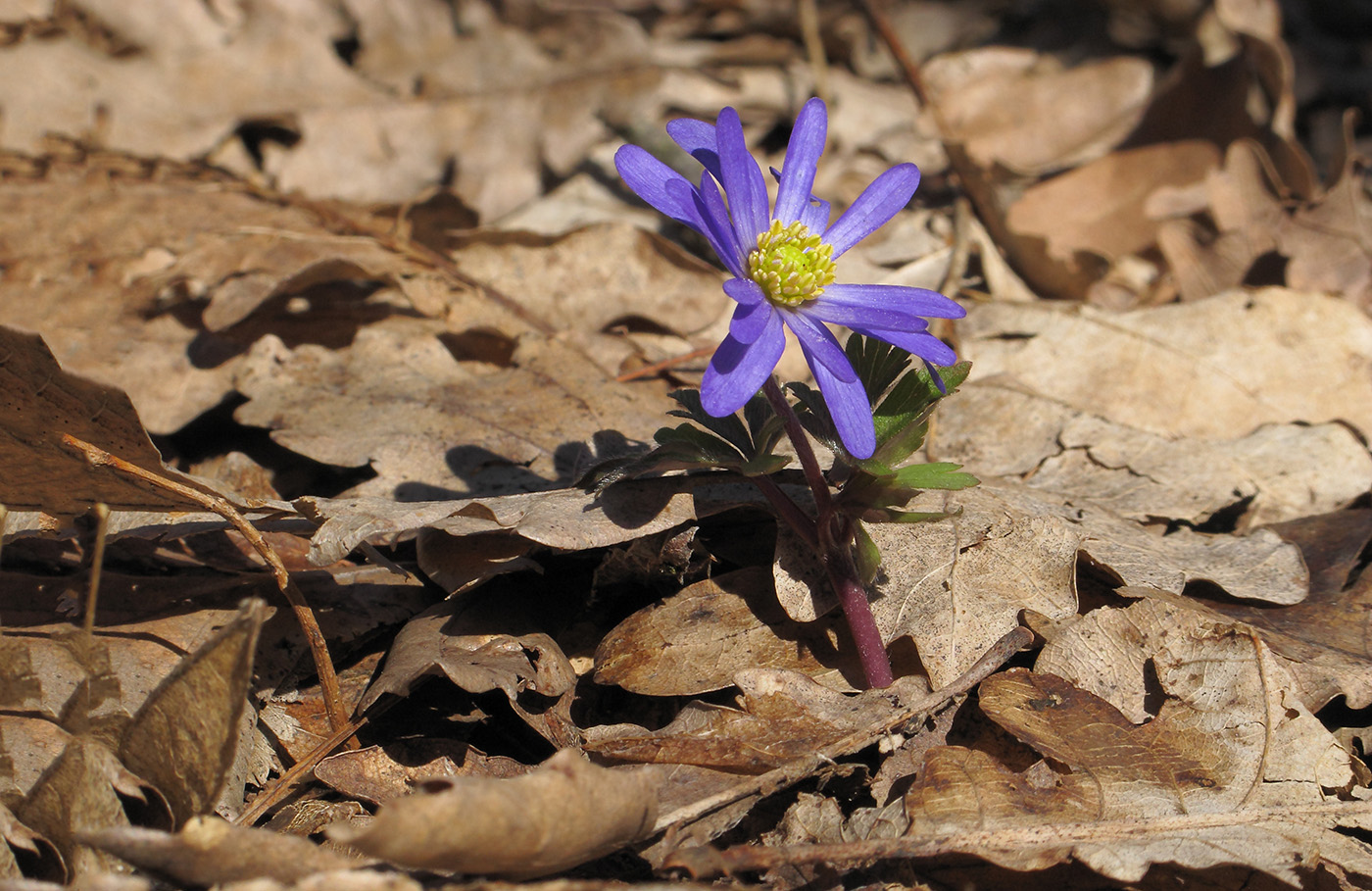 Изображение особи Anemone banketovii.