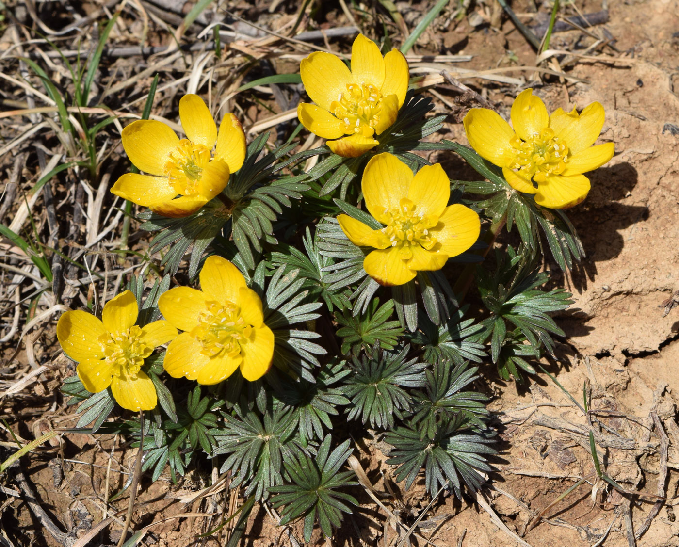 Image of Eranthis longistipitata specimen.