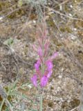 Astragalus подвид eupatoricus