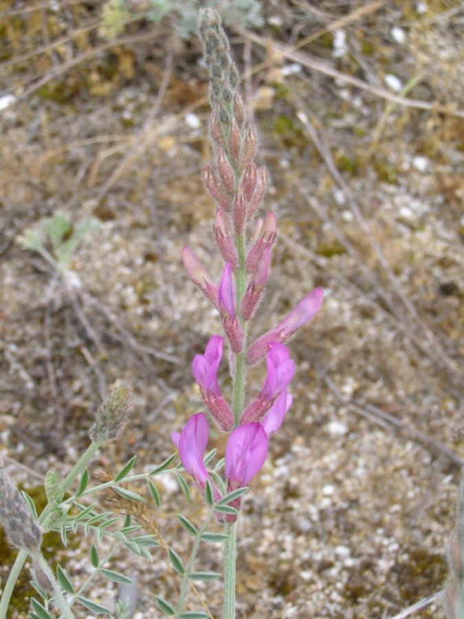 Изображение особи Astragalus varius ssp. eupatoricus.