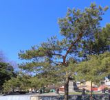 genus Pinus. Взрослое растение с шишками (хвоя 5-7 см). Ростовская обл., г. Таганрог, в сквере. 09.04.2018.