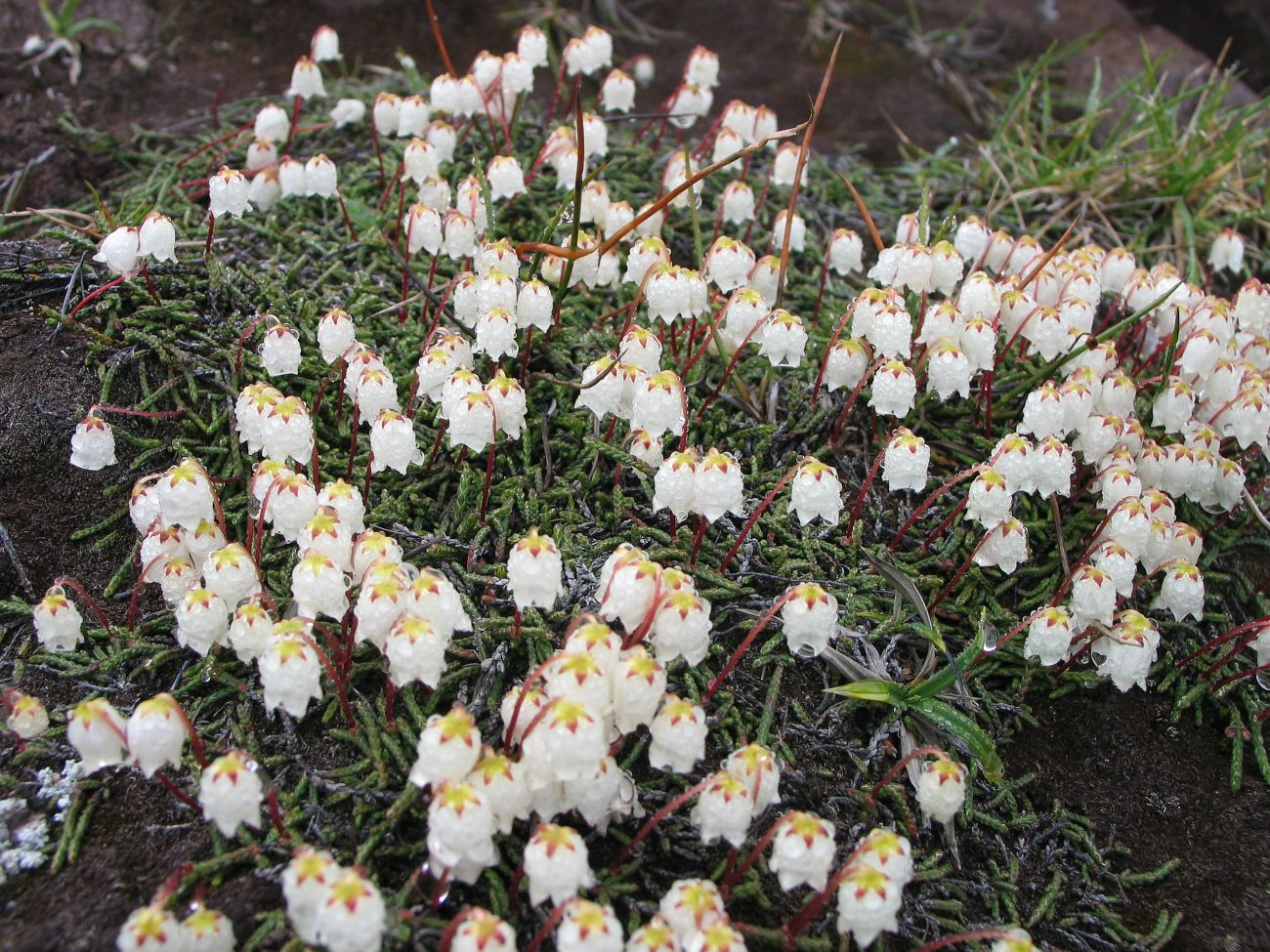 Изображение особи Cassiope lycopodioides.