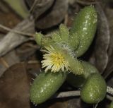 Delosperma echinatum. Верхушка веточки с цветком. Израиль, Шарон, г. Тель-Авив, ботанический сад университета, самосев. 23.04.2018.